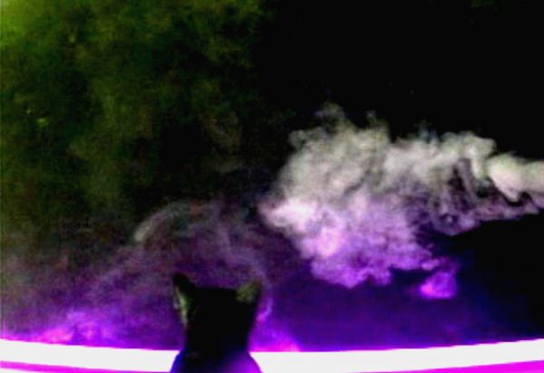 Fog cat 2028  05-03.jpg