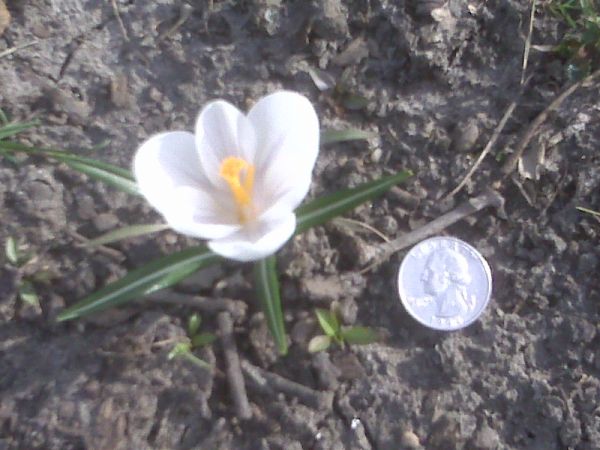 NICE SPRING FLOWER 2010.jpg