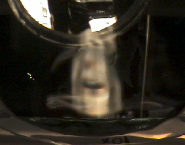 Jun30 rp4 pure 18sec full face pure - best-crop-hl.jpg